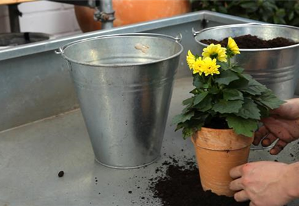 Dahlie - Einpflanzen in ein Gefäß