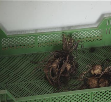 Dahlie - Überwintern