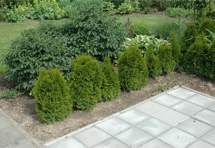 TOP 5 HECKENPFLANZEN im portrait TOP 5 HECKENPFLANZEN im portrait