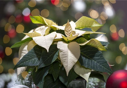 WIR KÖNNEN FESTLICH! WIR KÖNNEN FESTLICH!