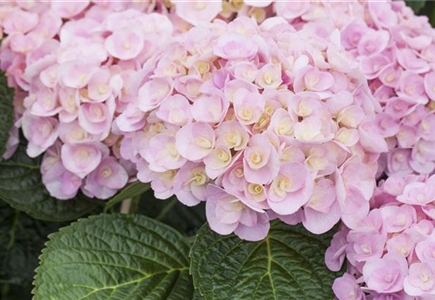 WIR KÖNNEN ROMANTIK! WIR KÖNNEN ROMANTIK!