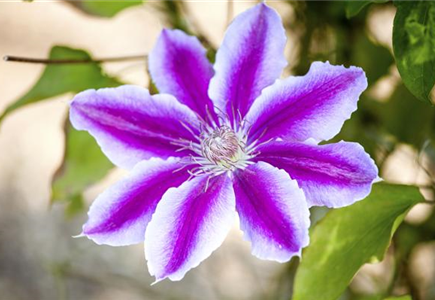 CLEMATIS!