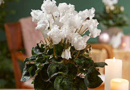 WIR KÖNNEN WEIHNACHTEN! WIR KÖNNEN WEIHNACHTEN!