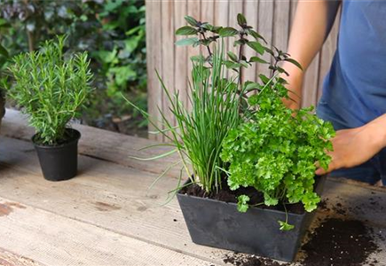 Kräutertopf - Bepflanzen