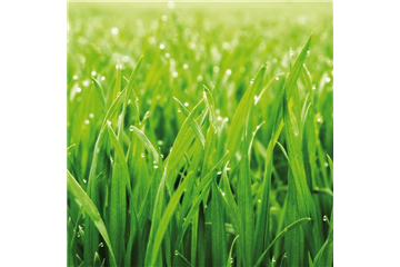 GRüNER TEPPICH! GRüNER TEPPICH!