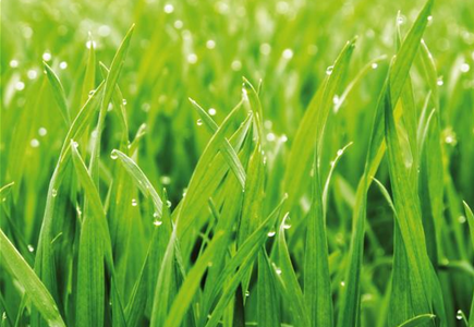 GRüNER TEPPICH! GRüNER TEPPICH!