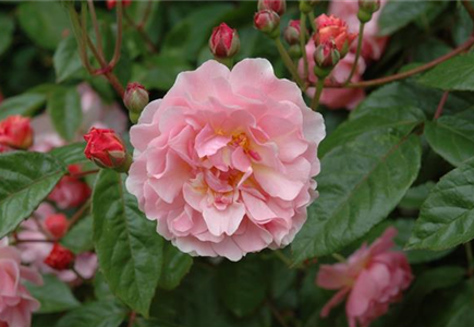 ROSEN FüR DIE RABATTE ROSEN FüR DIE RABATTE