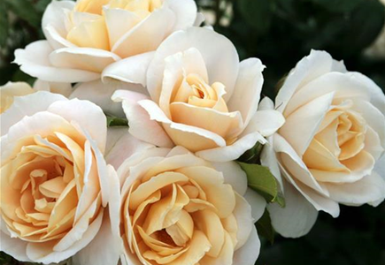 ROSEN FüR DEN KüBEL ROSEN FüR DEN KüBEL