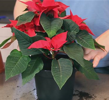 Weihnachtsstern - Einpflanzen in ein Gefäß Weihnachtsstern - Einpflanzen in ein Gefäß