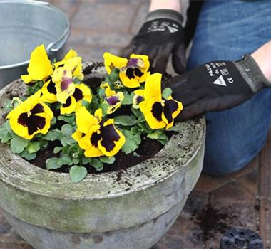 Stiefmütterchen - Einpflanzen in ein Gefäß Stiefmütterchen - Einpflanzen in ein Gefäß