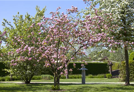 OBSTGEHöLZE RICHTIG SCHNEIDEN OBSTGEHöLZE RICHTIG SCHNEIDEN