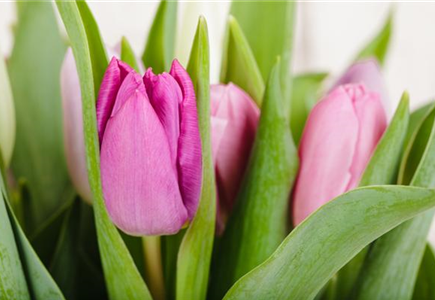 PFLANZE DES MONATS: TULPE PFLANZE DES MONATS: TULPE