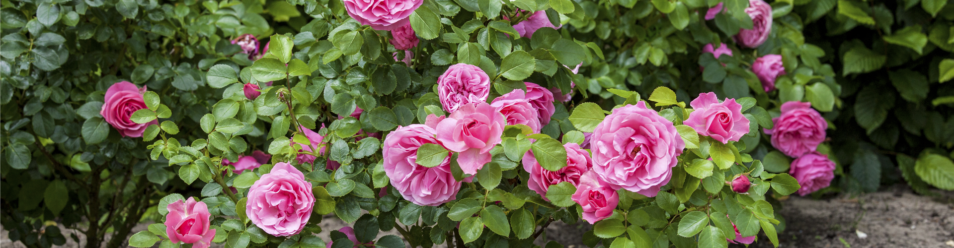 Rosa, rosa