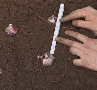 Hyazinthen - Blumenzwiebeln einpflanzen