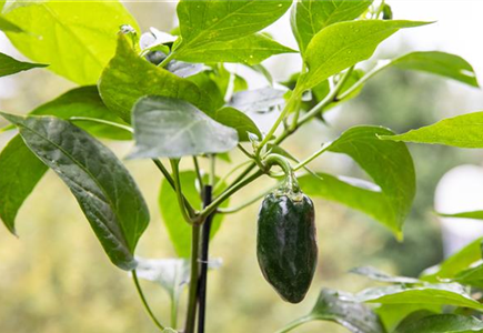 HOCH AUF'S HOCHBEET! HOCH AUF'S HOCHBEET!