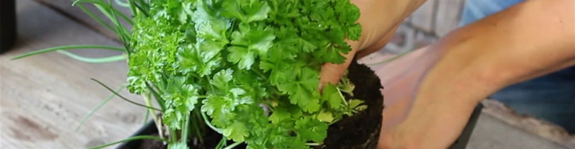 Kräutertopf - Bepflanzen (4)