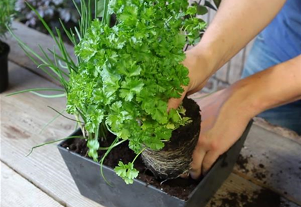 KRäUTERTOPF BEPFLANZEN