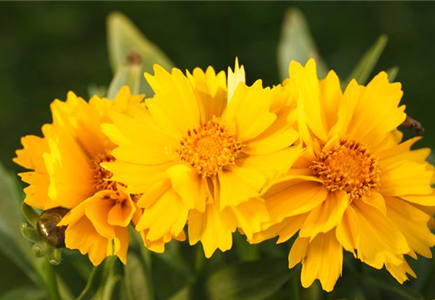 IM BAUERNGARTEN! IM BAUERNGARTEN!