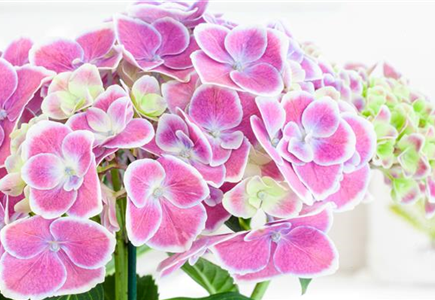 DIE BELIEBTESTEN ZIMMERPFLANZEN DIE BELIEBTESTEN ZIMMERPFLANZEN