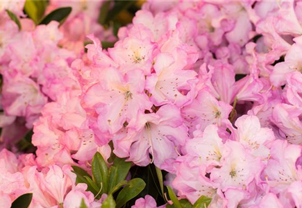 WUNDERBARER WELTDUFTTAG! WUNDERBARER WELTDUFTTAG!