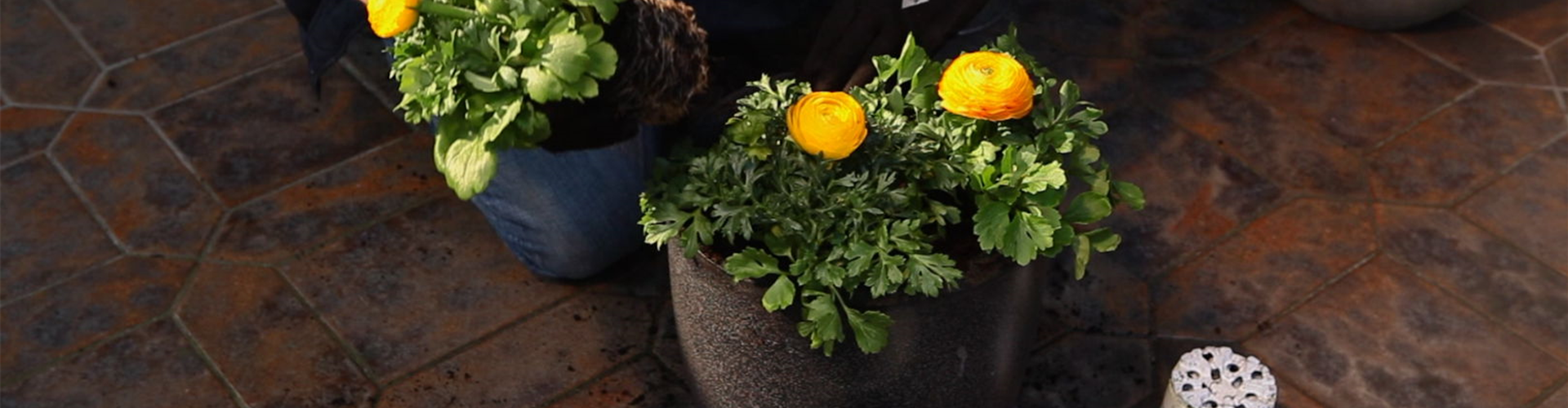 Ranunkeln - Einpflanzen in ein Gefäß (4)