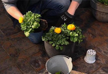 RANUNKELN - EINPFLANZEN IN EIN GEFäSS