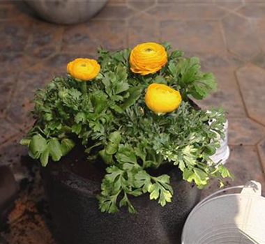 Ranunkeln - Einpflanzen in ein Gefäß Ranunkeln - Einpflanzen in ein Gefäß