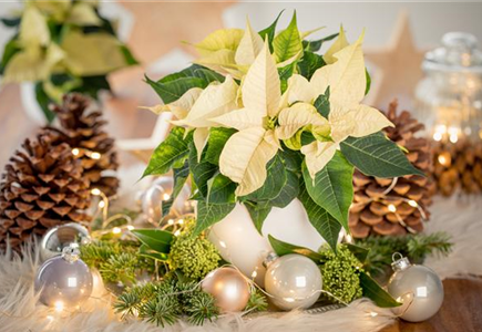 WINTERSCHöNHEIT: Weihnachtsstern WINTERSCHöNHEIT: Weihnachtsstern