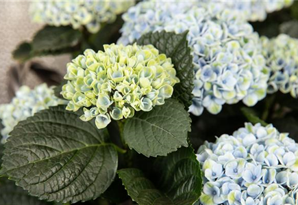 SOMMERZEIT IST HORTENSIENZEIT! SOMMERZEIT IST HORTENSIENZEIT!