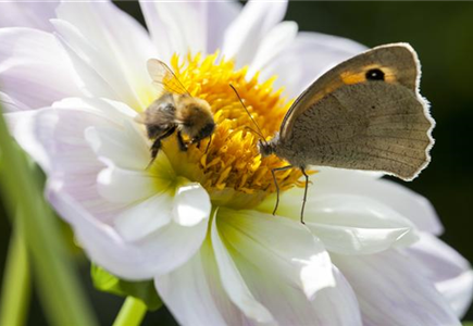 BIENEN UND SCHMETTERLINGE IM GARTEN! BIENEN UND SCHMETTERLINGE IM GARTEN!