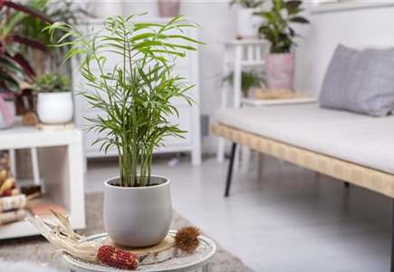 ZIMMERPFLANZENPFLEGE IM URLAUB? ZIMMERPFLANZENPFLEGE IM URLAUB?