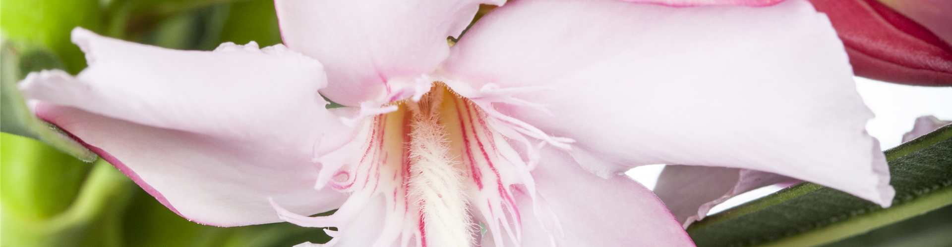 Nerium oleander