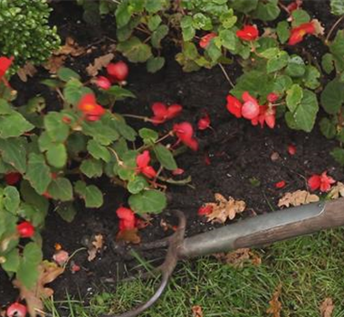 Begonien - Überwintern Begonien - Überwintern