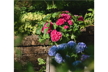 HORTENSIE!