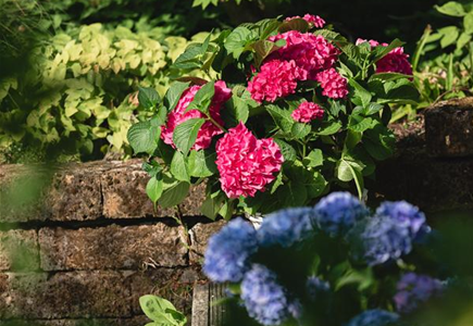 HORTENSIE! HORTENSIE!