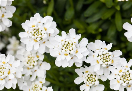 DIE IMMERGRüNE SCHLEIFENBLUME 