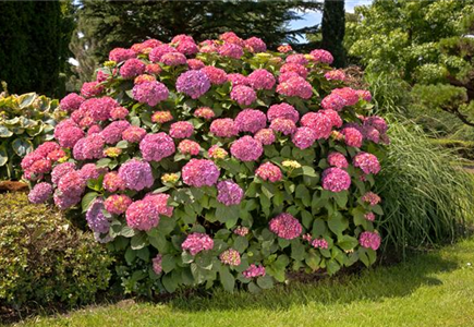 BAUERNHORTENSIE