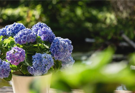 HORTENSIEN! HORTENSIEN!