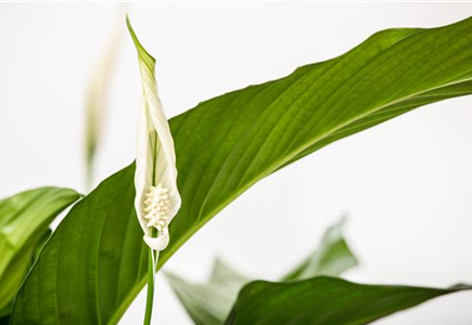 ZIMMERPFLANZEN IN WEISS ZIMMERPFLANZEN IN WEISS