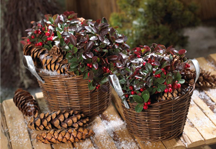 WINTER-WUNDERWELT WINTER-WUNDERWELT