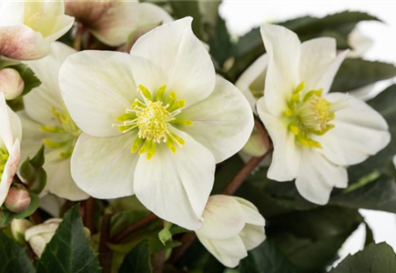 WEISSE WINTER-SCHöNHEITEN WEISSE WINTER-SCHöNHEITEN