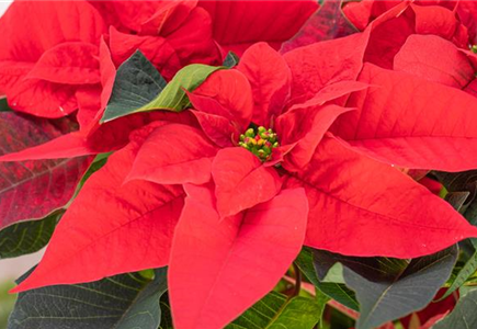 ZAUBERHAFTE WEIHNACHTSSTERNE! ZAUBERHAFTE WEIHNACHTSSTERNE!