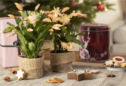 ZIMMERPFLANZEN FÜR DEIN ZUHAUSE ZIMMERPFLANZEN FÜR DEIN ZUHAUSE