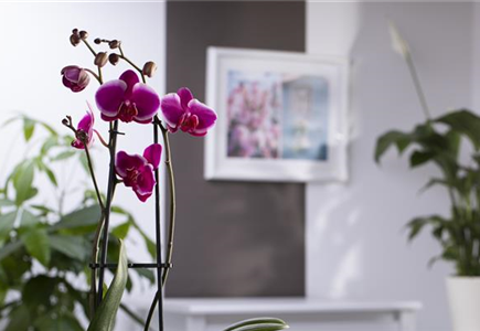 PFLANZEN FüRS FENSTERBRETT PFLANZEN FüRS FENSTERBRETT