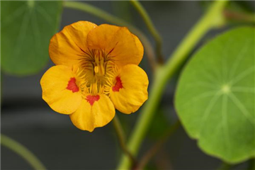 ESSBARE BLüTEN!