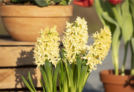 DEN FRüHLING üBERLISTEN DEN FRüHLING üBERLISTEN