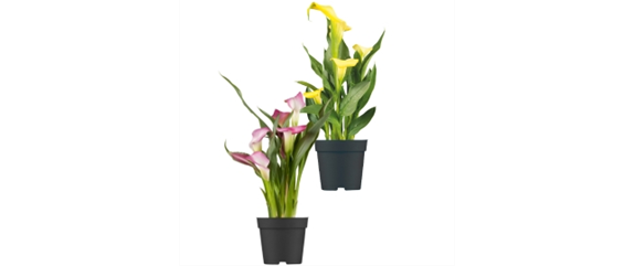 Calla