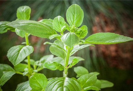 FRISCHE KRäUTER AUS ITALIEN FRISCHE KRäUTER AUS ITALIEN