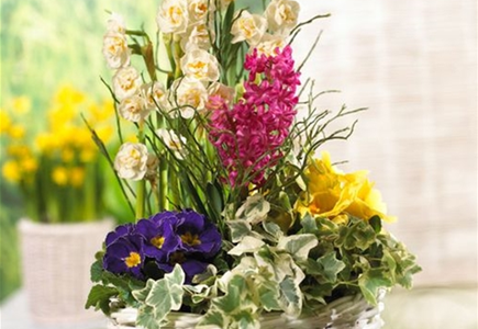 PFLANZIDEEN: FRüHLINGSBLüHER