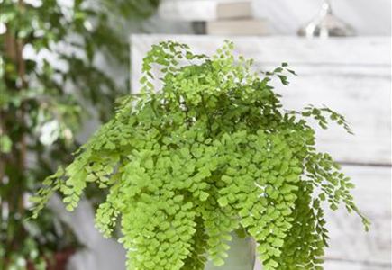 DIE PFLEGE VON ZIMMERPFLANZEN DIE PFLEGE VON ZIMMERPFLANZEN